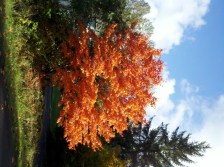 Maple tree on my street